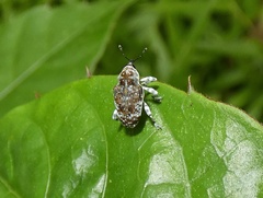 Peridinetus latiusculus