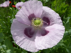 Papaver somniferum setigerum