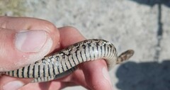 Thamnophis scalaris