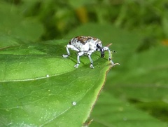 Peridinetus latiusculus