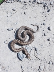 Thamnophis scalaris