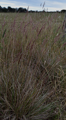 Sorghum leiocladum