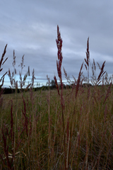 Sorghum leiocladum