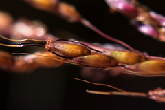Sorghum leiocladum
