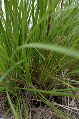 Sorghum leiocladum