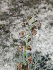 Matthiola fragrans