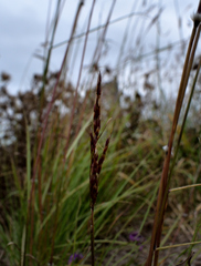 Sorghum leiocladum