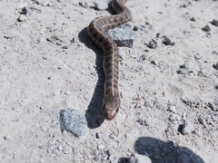 Thamnophis scalaris
