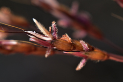 Sorghum leiocladum