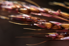 Sorghum leiocladum