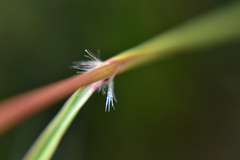Sorghum leiocladum