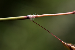 Sorghum leiocladum