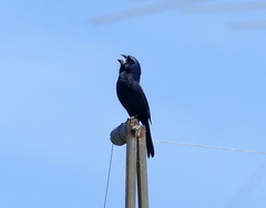 Cyanoloxia brissonii