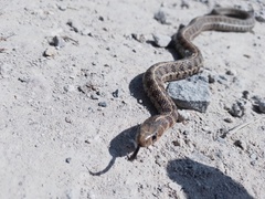 Thamnophis scalaris