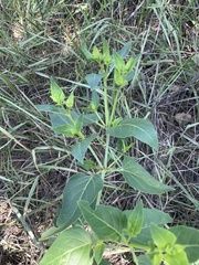 Mirabilis nyctaginea