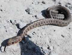 Thamnophis scalaris