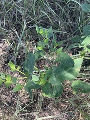 Mirabilis nyctaginea