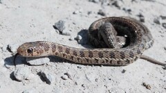 Thamnophis scalaris