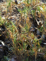 Sporobolus virginicus