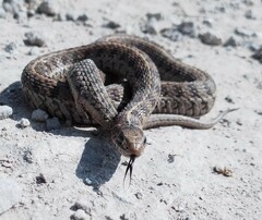 Thamnophis scalaris