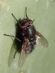 Pollenia rudis