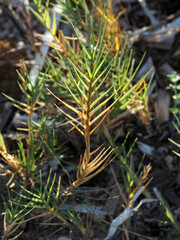 Sporobolus virginicus