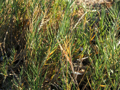 Sporobolus virginicus