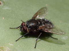 Pollenia rudis