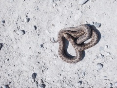 Thamnophis scalaris