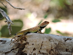 Sceloporus zosteromus