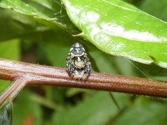 Phiale guttata