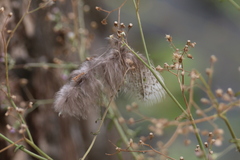 Ketupa zeylonensis