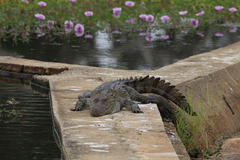 Crocodylus palustris