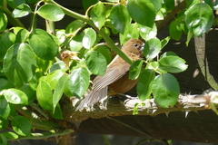 Cyanoloxia brissonii