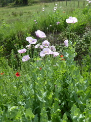 Papaver somniferum setigerum