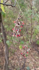 Rhynchosia precatoria