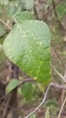 Rhynchosia precatoria