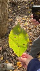 Ulmus thomasii