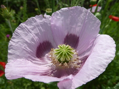 Papaver somniferum setigerum