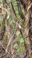 Rhynchosia precatoria