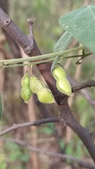 Rhynchosia precatoria