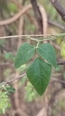 Rhynchosia precatoria