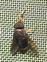 Pityocera cervus