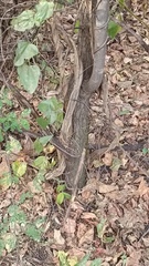 Rhynchosia precatoria