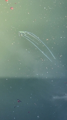 Alectis ciliaris