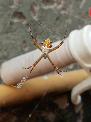 Argiope argentata