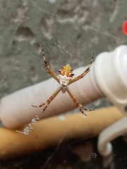 Argiope argentata