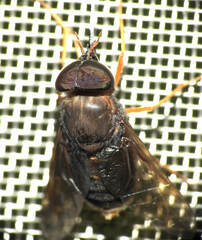 Pityocera cervus