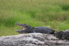 Crocodylus palustris