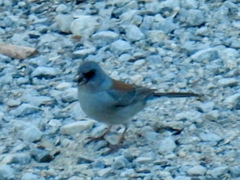 Junco hyemalis dorsalis